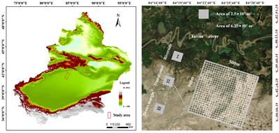 The spatial pattern of Populus euphratica competition based on competitive exclusion theory